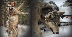 030821_Abby Indreland-Wolf-MT-DIY-PL