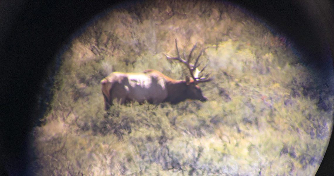 051021_Michael Hart-ELK-ID-GD-PV
