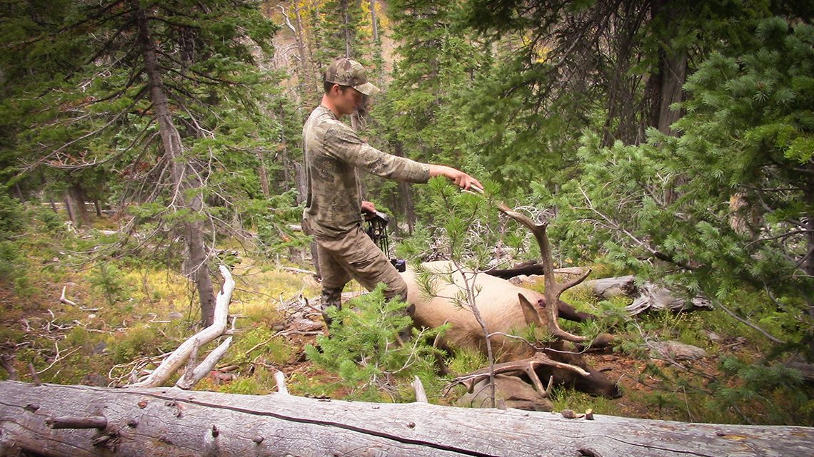 062821_StuartHoegh_elk1