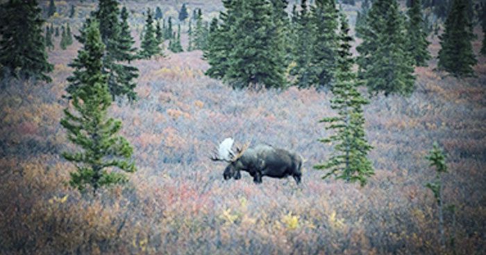 083021_Gary English-MOOSE-AK-GD-PL012