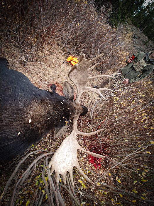 102521_Lelan Moulton-Moose-CO-GD-PL