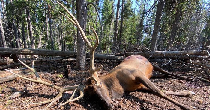 010321_Bob Morgan-ELK-UT-GD-PV_2