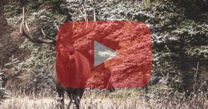 2022 TagHub Archery Elk Hunt Giveaway