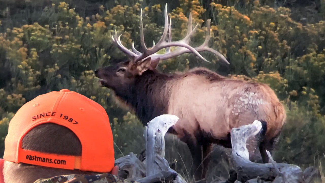 2020_CO_Elk_TagHub_HW_Thumbnail_V1
