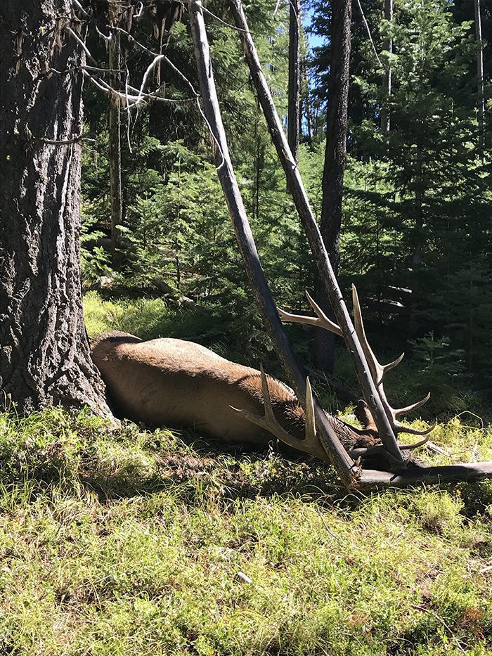060622_Dale Stutevoss-ELK-OR-DIY-PL_IMG_1511