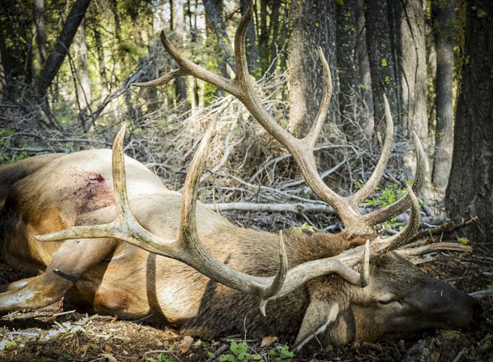 062022-Dan Solsman-ELK-ID-DIY-PL_IMG_2746-2_sm
