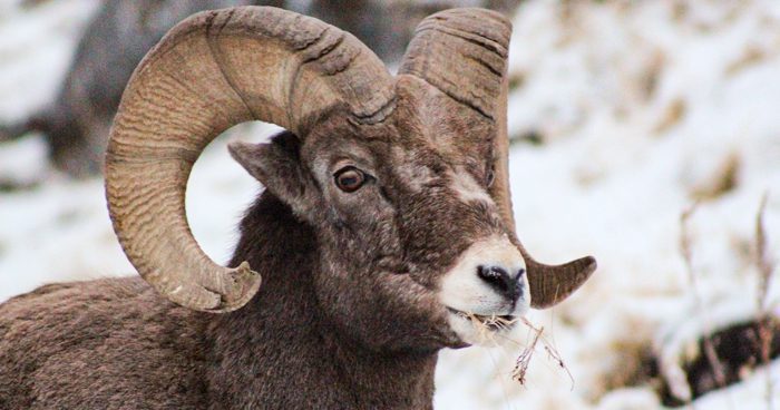 070422_Wade Walker-Sheep-UT-DIY-PL_2