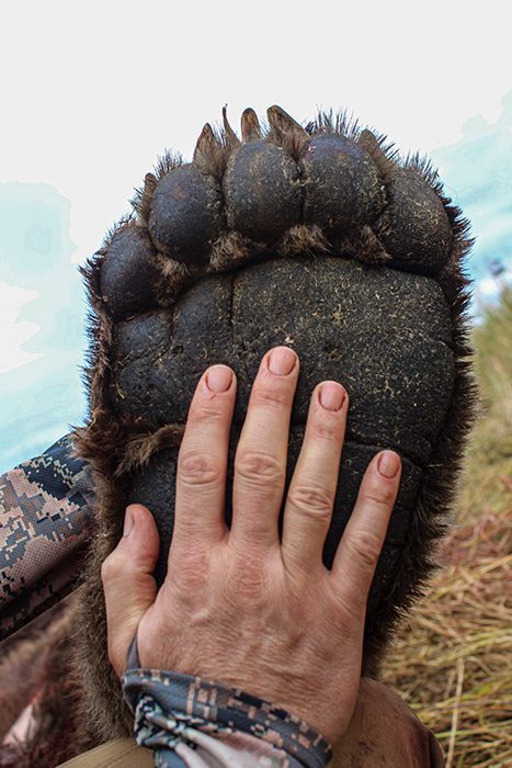 080822_Ryan Strange-BrownBear-AK-GD-PL_rear paw (1)
