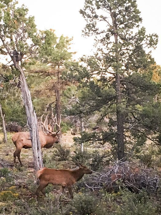 092622_Mike Ornoski-ELK-AZ-DIY-PL_003