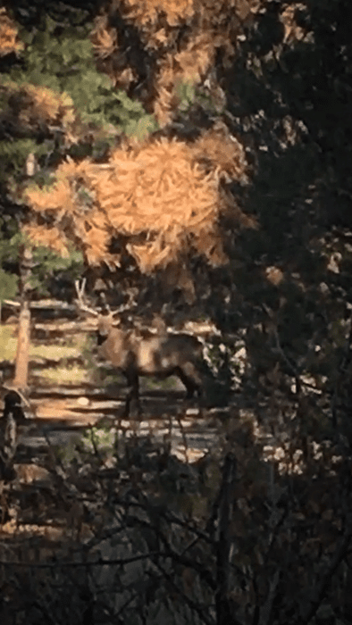 092622_Mike Ornoski-ELK-AZ-DIY-PL_005