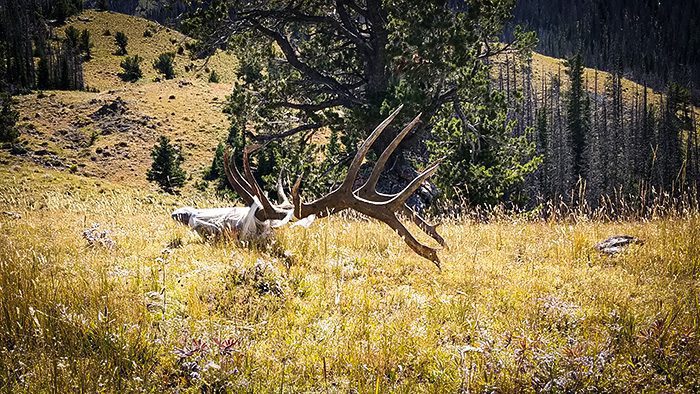 101022_Mike Reney-ELK-WY-DIY-PL_20190901_132127