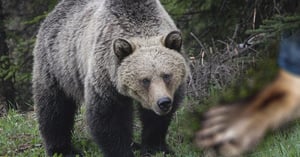 TagHub_Blog_Grizzly_Man_Shoots_Himself