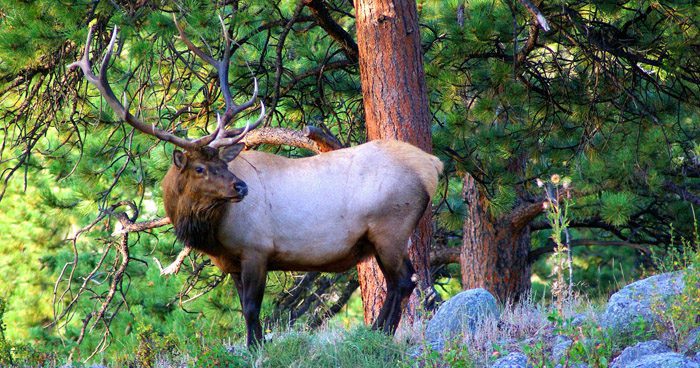 2023 Arizona Elk Application Strategy 2023 Arizona Elk Application Strategy