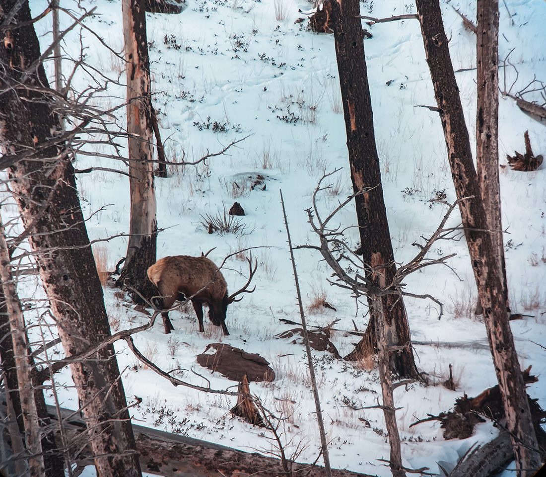 Elk Do Not See Major Winter Kill Even in Hardest Years. Ferris Mountain Bull Elk, photo by Jaden Bales