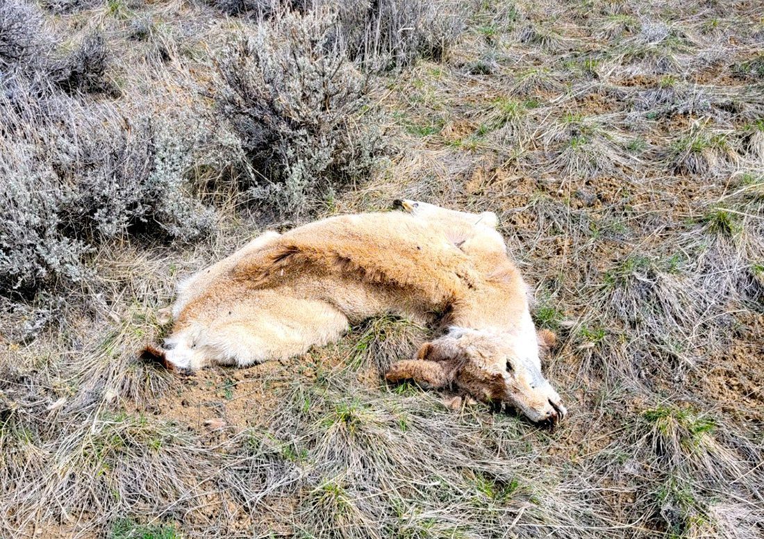 Lander-Area Winterkill Mule Deer, photo by Jenny Johnson.