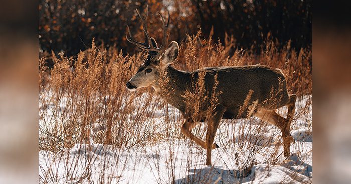 MT_Mule_Deer Photo credit: Joetography_Pexels