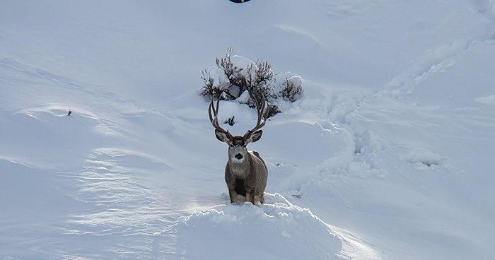 Mule_Deer_Winter_USED Mule_Deer_Winter_USED