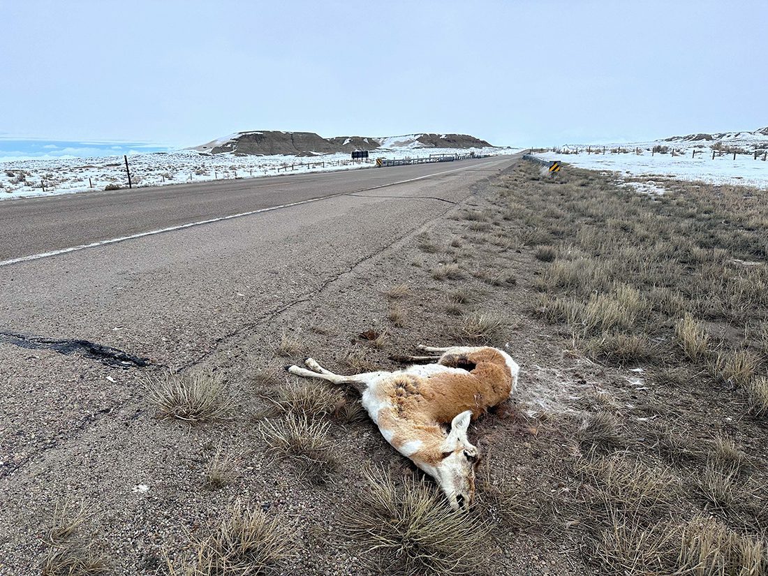 Roadkill Pronghorn Near Farson, photo by Jaden Bales.