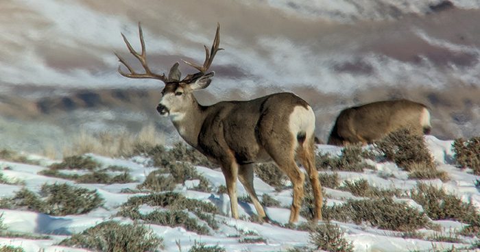 Winter_Range_Mule_Deer2