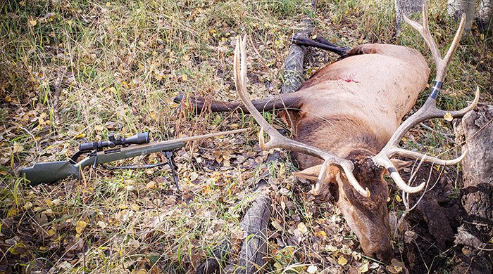 051523_Keith Hart-ELK-UT-DIY-PL_Elk