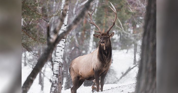 Elk_VS_Mule_Deer