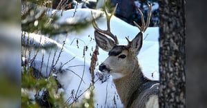 Hunters_Step_Up_Blog