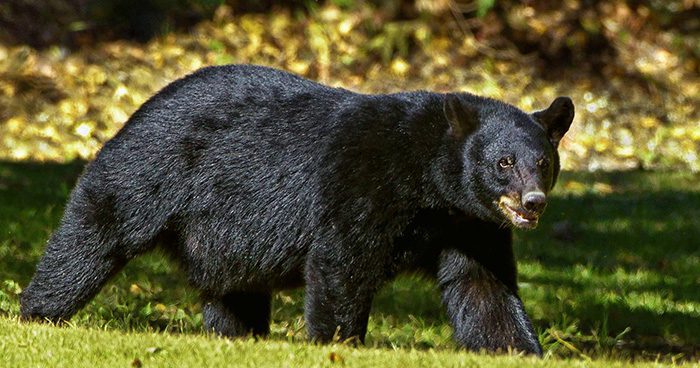 Predator_Hunters_Blog Photo Credit: Kevin Phillips