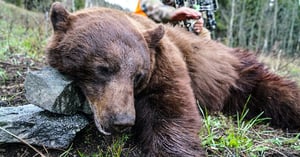 TH_Free_Blog_Big_Mountains_&_Big_Bruins