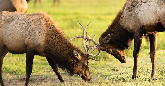 Two_Bull_Elks