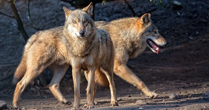 Wolves in the Wild