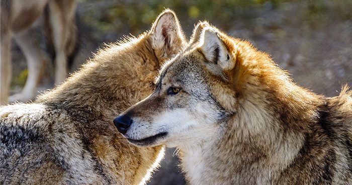 Wolf_Blog
