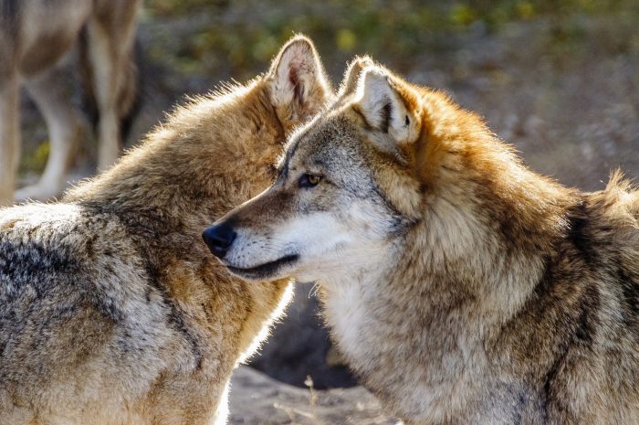 wolf-istvan_karoly_Bocs