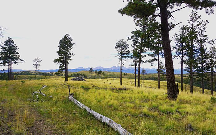 061923_John Crawford-ELK-NM-GD-PV_unnamed (1)