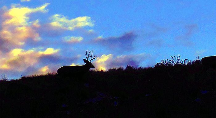 061923_John Crawford-ELK-NM-GD-PV_unnamed (9)