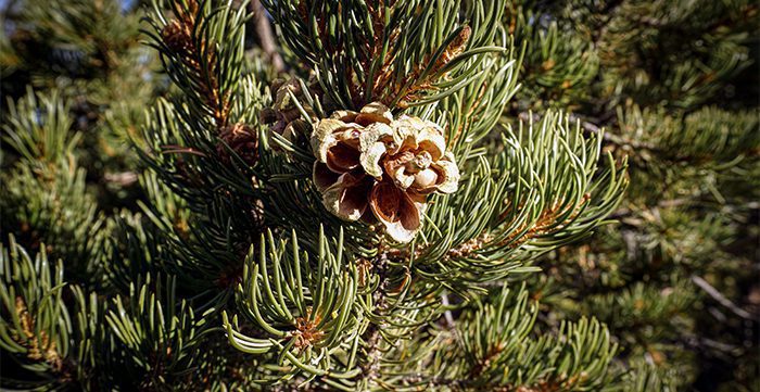 061923_John Crawford-ELK-NM-GD-PV_unnamed