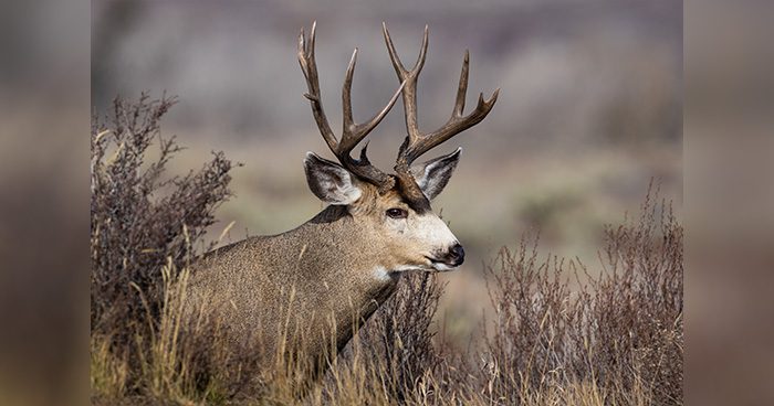 MuleDeer_Blog_pic