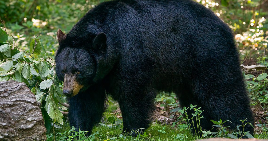 TH_Blog_AZ_Bear_Attack