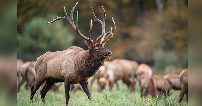 elk_gunning_blog_pic