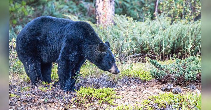 Blog_Bear_WA_Pic