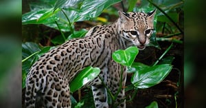 Blog_Pic_AZ_Ocelot