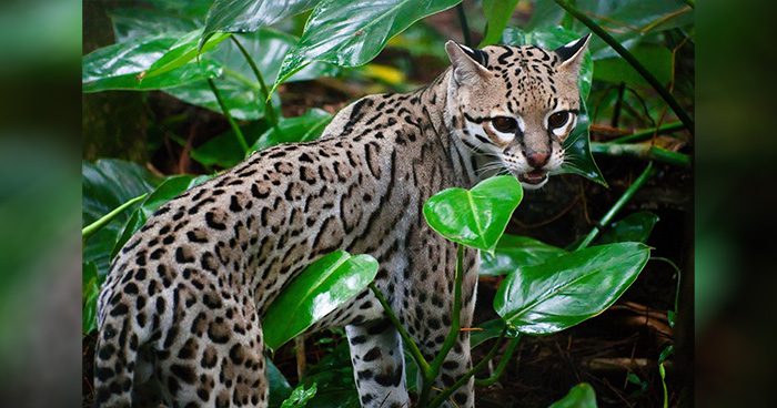Blog_Pic_AZ_Ocelot