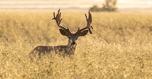 Blog_Pic_Mule_Deer_Migration