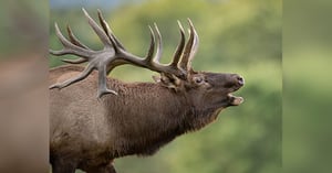 Blog_Pic_WY_Elk_Rot
