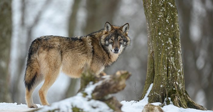 Gray_Wolf_Blog_Pic
