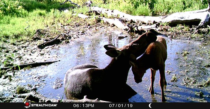 082123_Lucas Davis-MOOSE-UT-DIY-PL_STC_0183