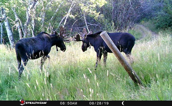 082123_Lucas Davis-MOOSE-UT-DIY-PL_STC_0511
