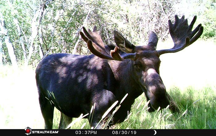 082123_Lucas Davis-MOOSE-UT-DIY-PL_STC_0741