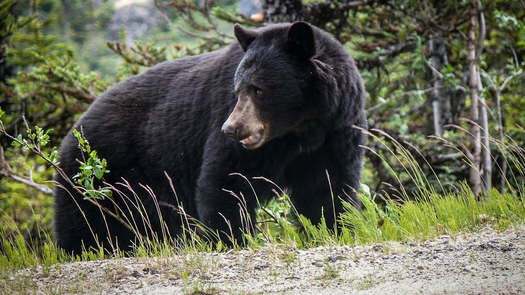 Blog_Black_Bear_Attack