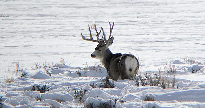 Blog_Pic_Winter_Deer Blog_Pic_Winter_Deer