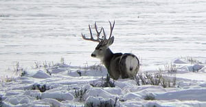 Blog_Pic_Winter_Deer